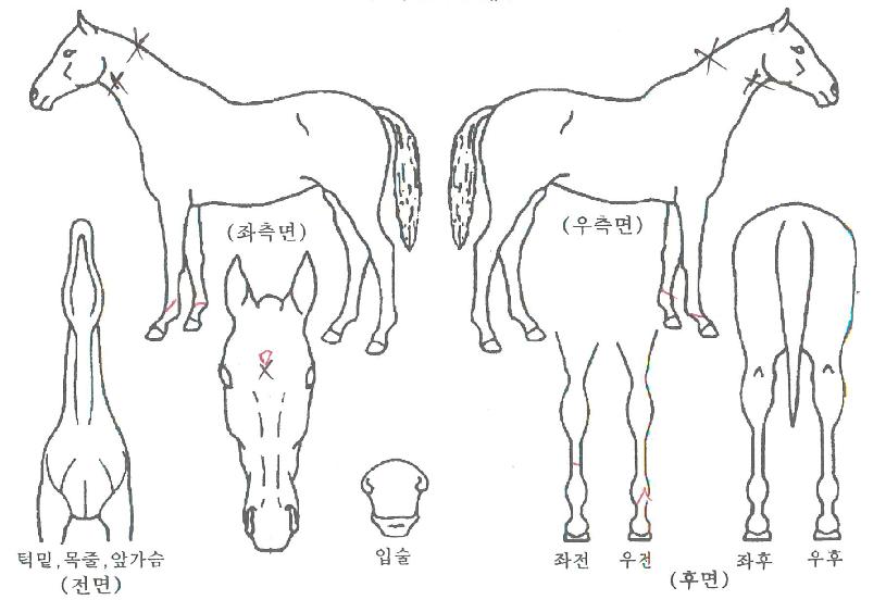 ��������� ����,���,�޸�,�λ�,�ٸ��� Ư¡����