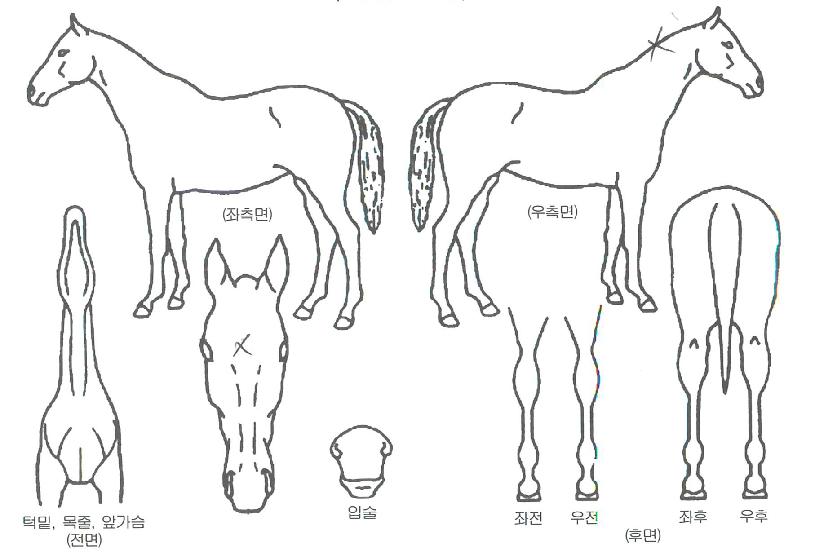 �˹��̴��ڸ��� ����,���,�޸�,�λ�,�ٸ��� Ư¡����