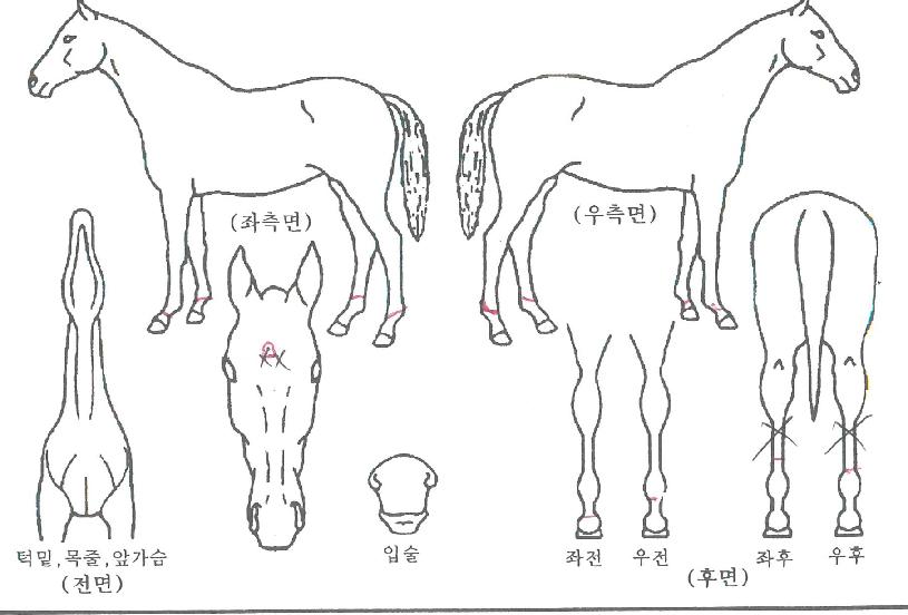 ´ç´ë¾ËÆÄÀÇ Ãø¸é,¿ì¸é,µÞ¸é,µÎ»ó,´Ù¸®ÀÇ Æ¯Â¡µµÇØ