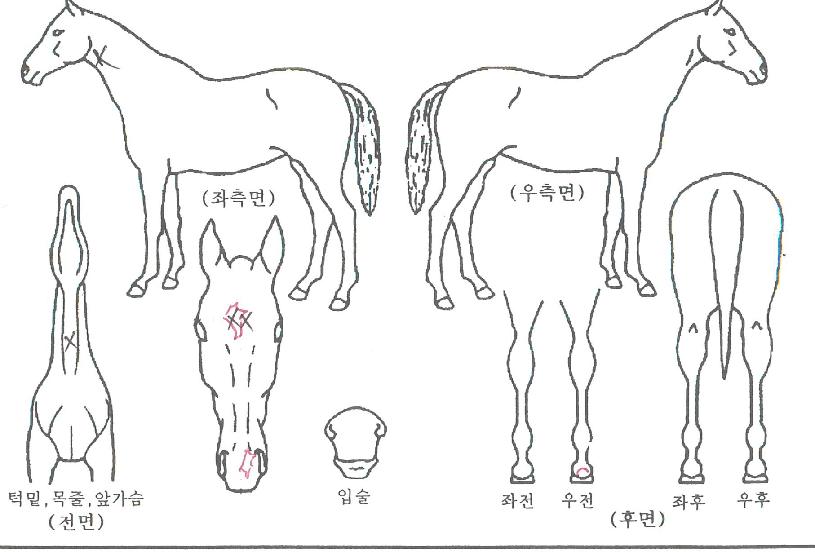 �ϵ������Ͻ��ڸ��� ����,���,�޸�,�λ�,�ٸ��� Ư¡����