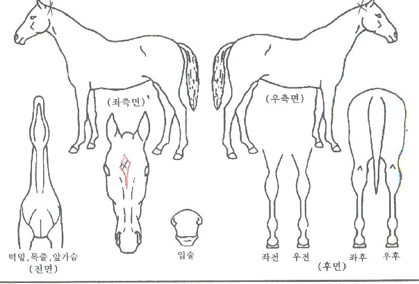 ºñÄÉÀ̼¼ÀÌÀÇ Ãø¸é,¿ì¸é,µÞ¸é,µÎ»ó,´Ù¸®ÀÇ Æ¯Â¡µµÇØ