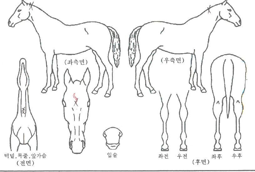 �����Ǹ��� ����,���,�޸�,�λ�,�ٸ��� Ư¡����