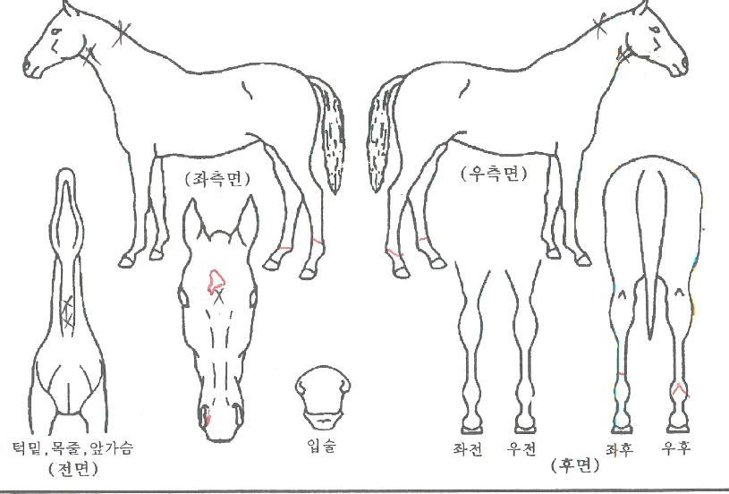½ÅÇõ¸íÀÇ Ãø¸é,¿ì¸é,µÞ¸é,µÎ»ó,´Ù¸®ÀÇ Æ¯Â¡µµÇØ