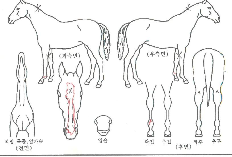 »çÀ̸ո®Ä¡ÀÇ Ãø¸é,¿ì¸é,µÞ¸é,µÎ»ó,´Ù¸®ÀÇ Æ¯Â¡µµÇØ