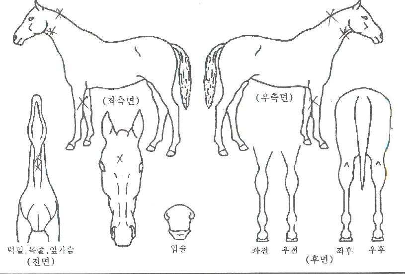 ��������� ����,���,�޸�,�λ�,�ٸ��� Ư¡����