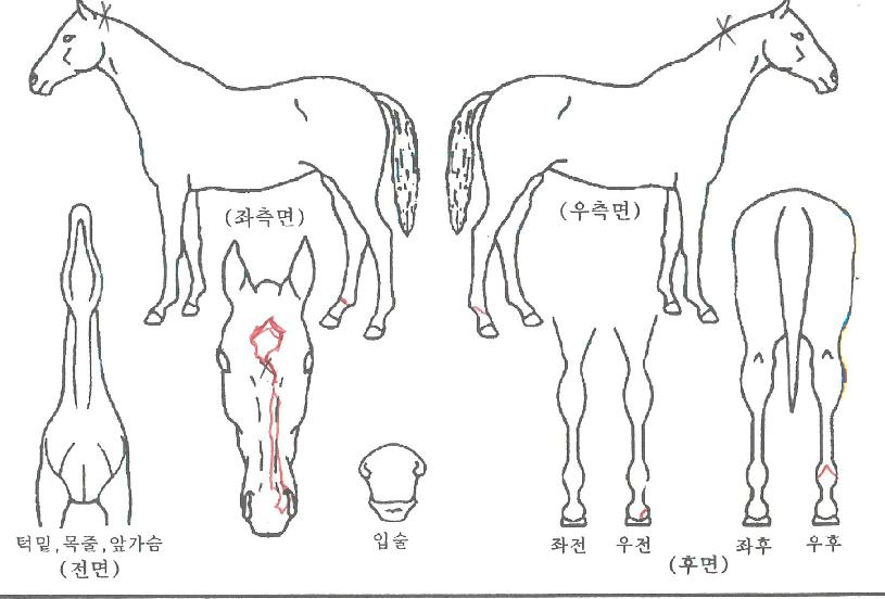 »çõ´ë¼ºÀÇ Ãø¸é,¿ì¸é,µÞ¸é,µÎ»ó,´Ù¸®ÀÇ Æ¯Â¡µµÇØ