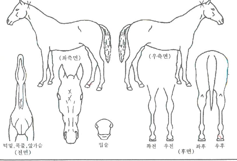 �ְ��������� ����,���,�޸�,�λ�,�ٸ��� Ư¡����