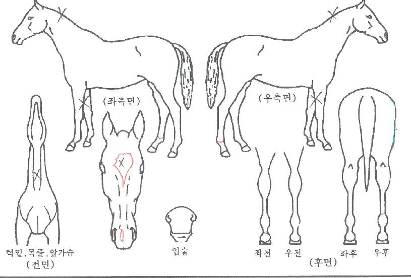 ���������ڸ��� ����,���,�޸�,�λ�,�ٸ��� Ư¡����