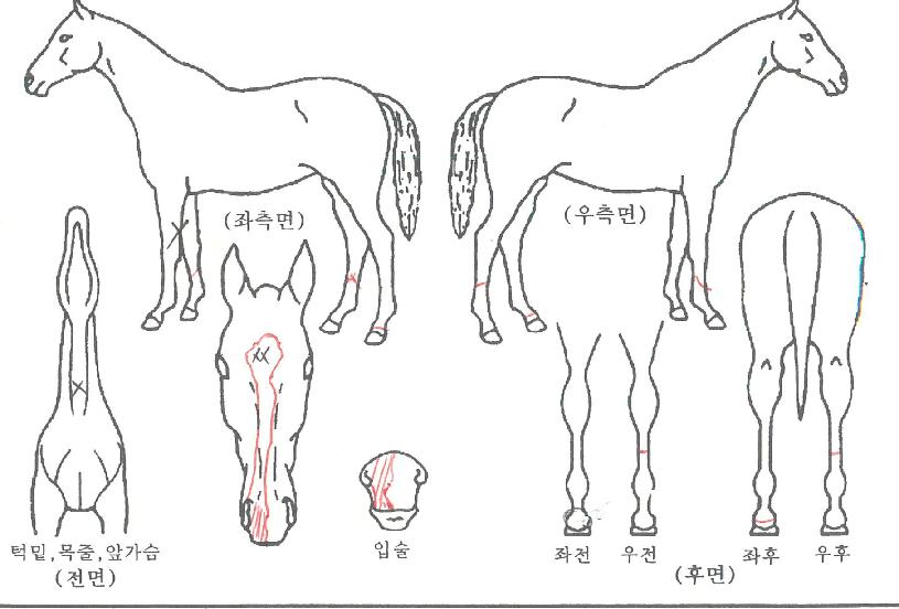 ¸¶ÇÏÈñ¸ÁÀÇ Ãø¸é,¿ì¸é,µÞ¸é,µÎ»ó,´Ù¸®ÀÇ Æ¯Â¡µµÇØ