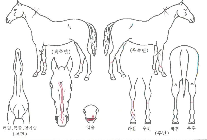 ���ȭ��Ʈ�� ����,���,�޸�,�λ�,�ٸ��� Ư¡����