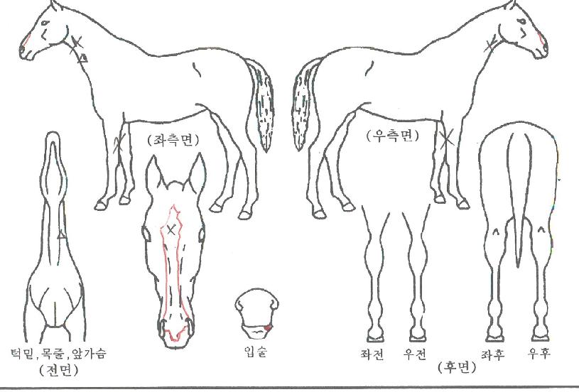 �ɼ��󼼶��� ����,���,�޸�,�λ�,�ٸ��� Ư¡����