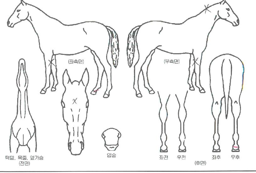 ¸®ÇÁ½ºÅ¸ÀÏÀÚ¸¶ÀÇ Ãø¸é,¿ì¸é,µÞ¸é,µÎ»ó,´Ù¸®ÀÇ Æ¯Â¡µµÇØ