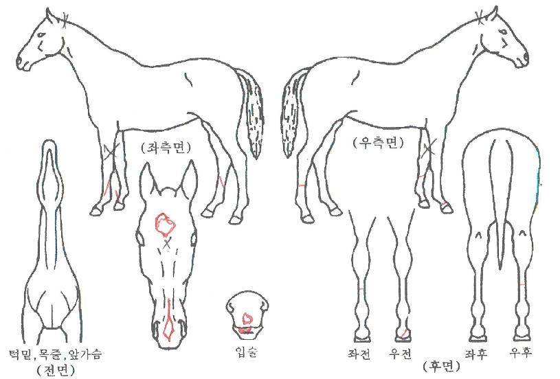 ���ǻ���� ����,���,�޸�,�λ�,�ٸ��� Ư¡����