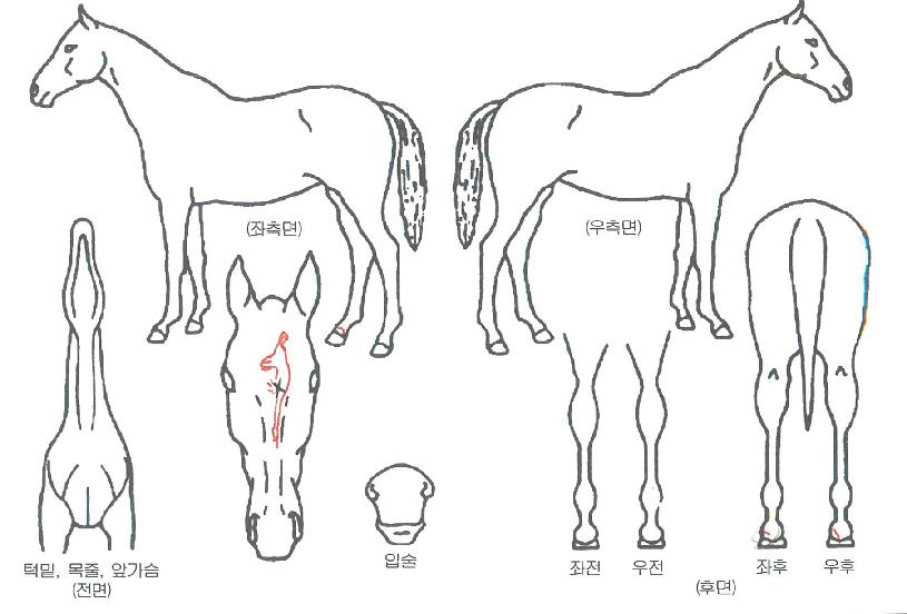 ��û���ڸ��� ����,���,�޸�,�λ�,�ٸ��� Ư¡����