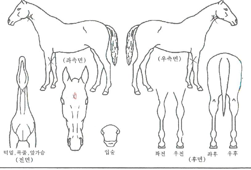 ¿Ã¿¡½ºÀÇ Ãø¸é,¿ì¸é,µÞ¸é,µÎ»ó,´Ù¸®ÀÇ Æ¯Â¡µµÇØ