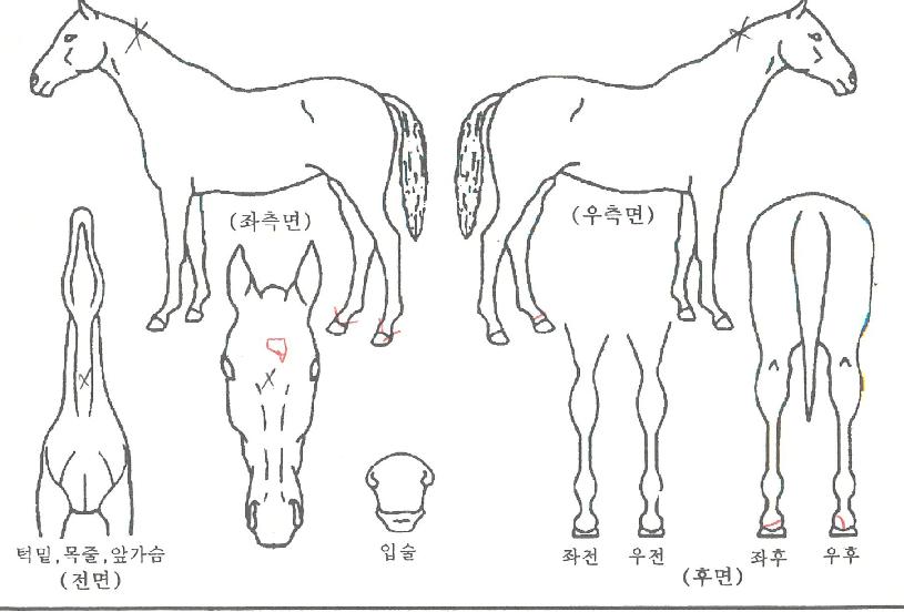°ã°æ»çÀÇ Ãø¸é,¿ì¸é,µÞ¸é,µÎ»ó,´Ù¸®ÀÇ Æ¯Â¡µµÇØ