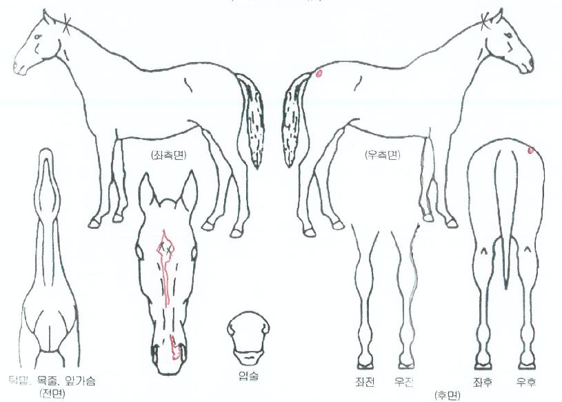 ¾î¸°¿©¿ÕÀÇ Ãø¸é,¿ì¸é,µÞ¸é,µÎ»ó,´Ù¸®ÀÇ Æ¯Â¡µµÇØ