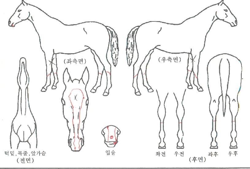 È£¸í´ë·ÎÀÇ Ãø¸é,¿ì¸é,µÞ¸é,µÎ»ó,´Ù¸®ÀÇ Æ¯Â¡µµÇØ