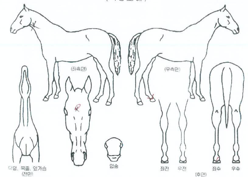 ȶûÀÇÈÄ¿¹ÀÇ Ãø¸é,¿ì¸é,µÞ¸é,µÎ»ó,´Ù¸®ÀÇ Æ¯Â¡µµÇØ