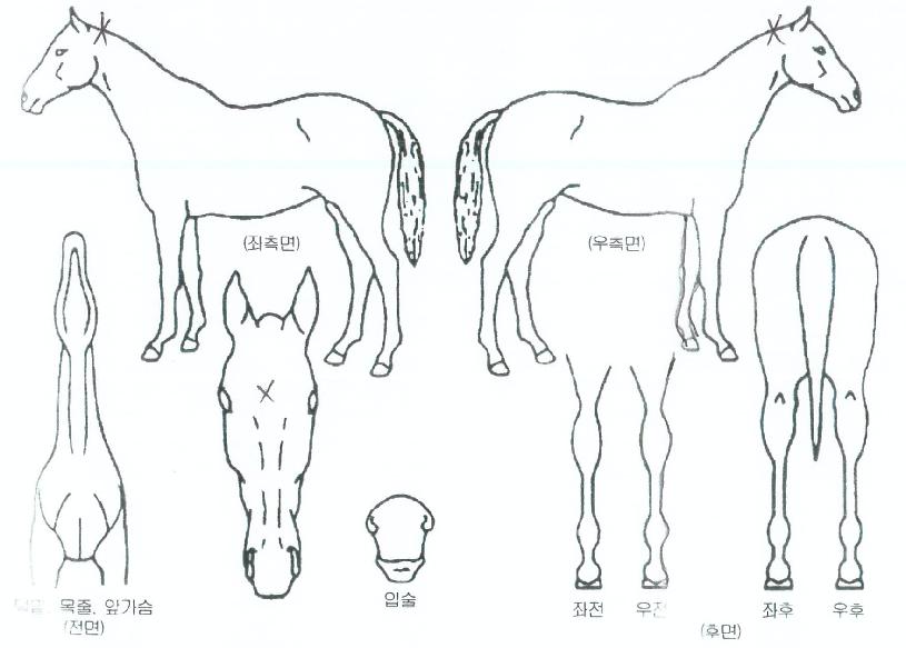 Áø°ÝÀÇ·¹À̽ºÀÇ Ãø¸é,¿ì¸é,µÞ¸é,µÎ»ó,´Ù¸®ÀÇ Æ¯Â¡µµÇØ