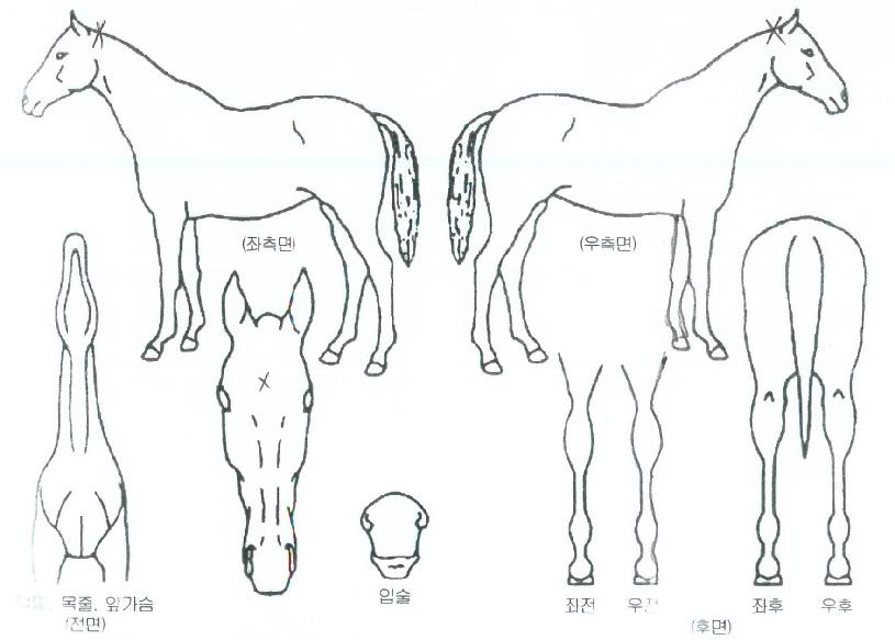 �������ʸ��ڸ��� ����,���,�޸�,�λ�,�ٸ��� Ư¡����