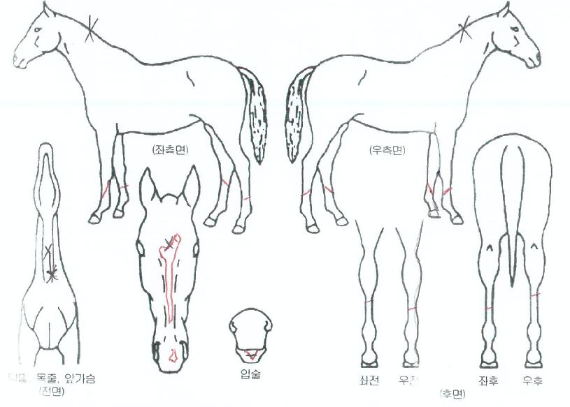 ¿Â´©¸®°ÀÚÀÇ Ãø¸é,¿ì¸é,µÞ¸é,µÎ»ó,´Ù¸®ÀÇ Æ¯Â¡µµÇØ