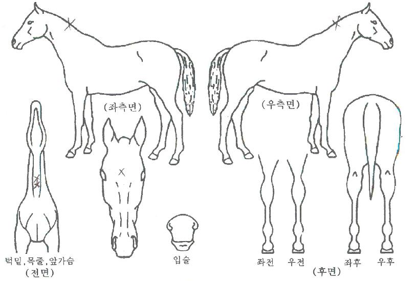 ÇØÇǹêµåÀÇ Ãø¸é,¿ì¸é,µÞ¸é,µÎ»ó,´Ù¸®ÀÇ Æ¯Â¡µµÇØ