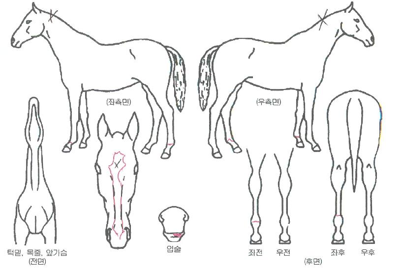 �����Ǿ�ħ�� ����,���,�޸�,�λ�,�ٸ��� Ư¡����