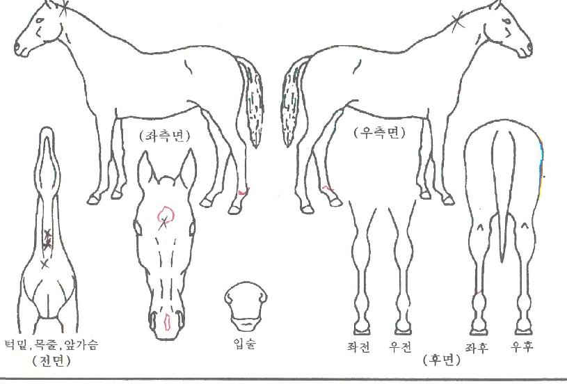 ĸ������ ����,���,�޸�,�λ�,�ٸ��� Ư¡����