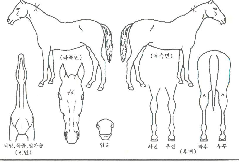 ½´ÆÛ½´ÇÁ¸²ÀÇ Ãø¸é,¿ì¸é,µÞ¸é,µÎ»ó,´Ù¸®ÀÇ Æ¯Â¡µµÇØ