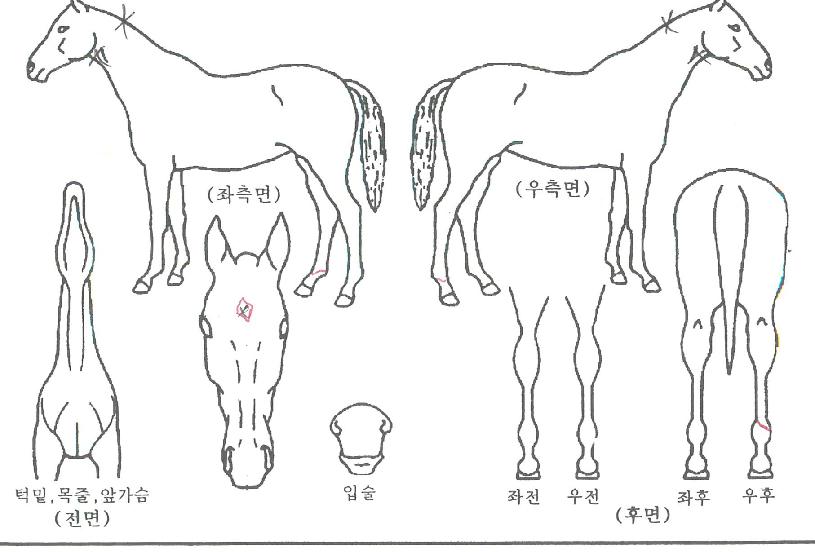 ºòÅ丣ÀÇ Ãø¸é,¿ì¸é,µÞ¸é,µÎ»ó,´Ù¸®ÀÇ Æ¯Â¡µµÇØ