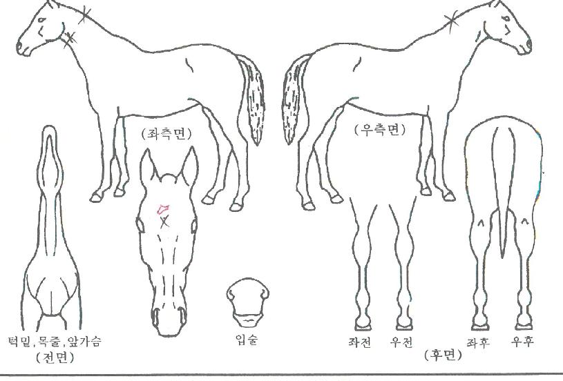 ÄèÇÑ¿©ÀåºÎÀÇ Ãø¸é,¿ì¸é,µÞ¸é,µÎ»ó,´Ù¸®ÀÇ Æ¯Â¡µµÇØ