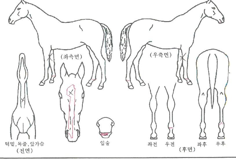 ��Ŭ����帲�� ����,���,�޸�,�λ�,�ٸ��� Ư¡����