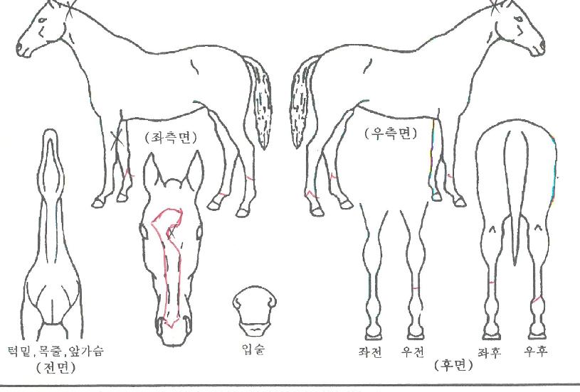 �ʿ��ո��� ����,���,�޸�,�λ�,�ٸ��� Ư¡����