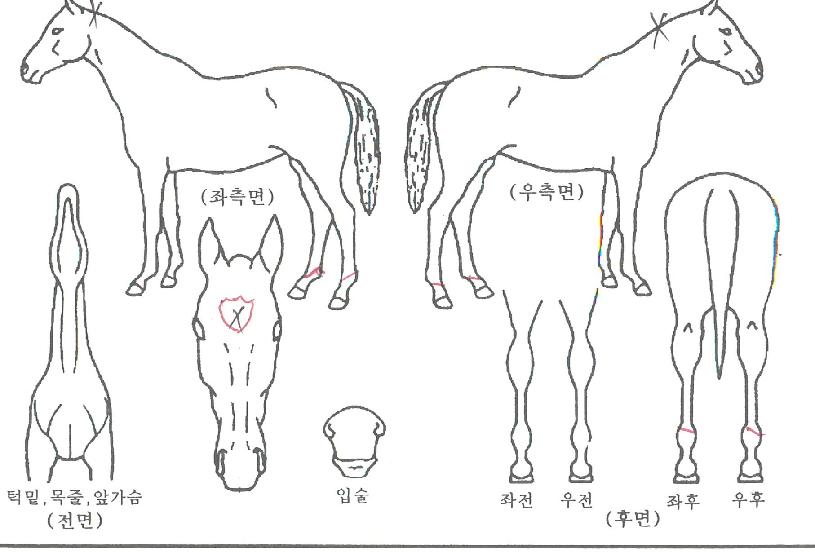 �ʴ���Ʈ�ڸ��� ����,���,�޸�,�λ�,�ٸ��� Ư¡����