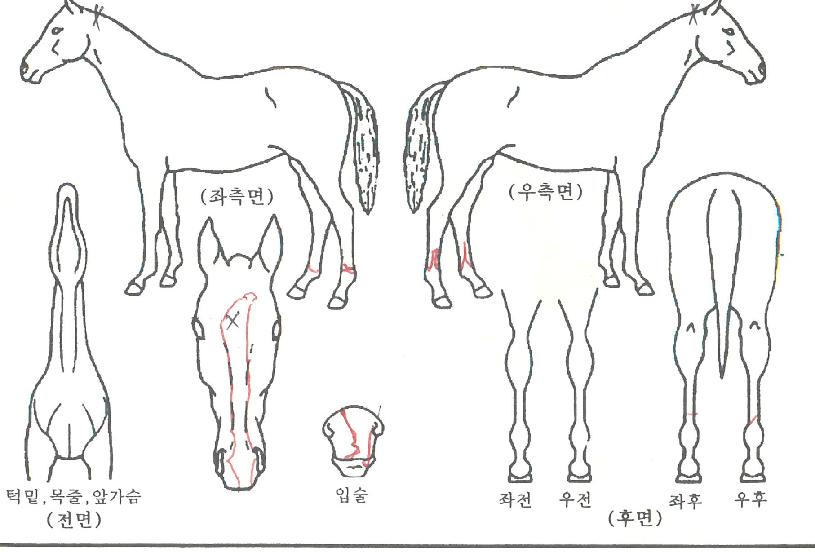 ½º¸¶Æ®Ä·ÇÁÀÇ Ãø¸é,¿ì¸é,µÞ¸é,µÎ»ó,´Ù¸®ÀÇ Æ¯Â¡µµÇØ