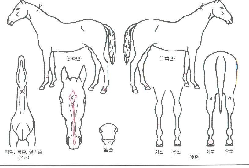 �Ƴʷ�����������ڸ��� ����,���,�޸�,�λ�,�ٸ��� Ư¡����