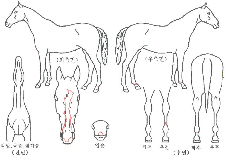 »ïÆÈÀ¸¶äÀÇ Ãø¸é,¿ì¸é,µÞ¸é,µÎ»ó,´Ù¸®ÀÇ Æ¯Â¡µµÇØ