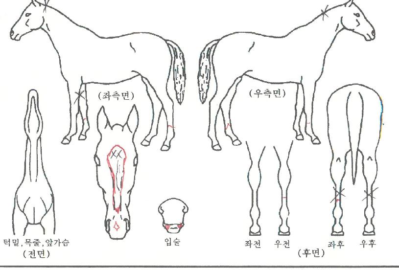 ����Ʈķ���� ����,���,�޸�,�λ�,�ٸ��� Ư¡����