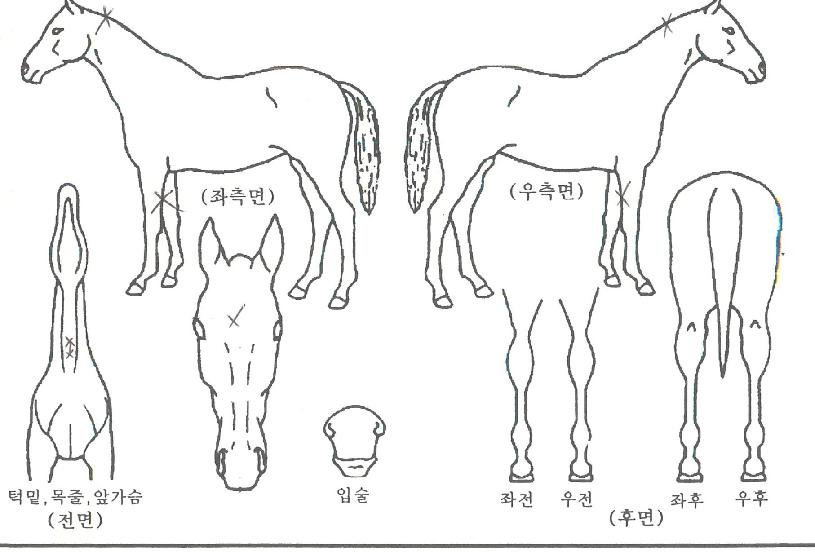 ·çºñÇÁ¸®Æ¼ÀÇ Ãø¸é,¿ì¸é,µÞ¸é,µÎ»ó,´Ù¸®ÀÇ Æ¯Â¡µµÇØ
