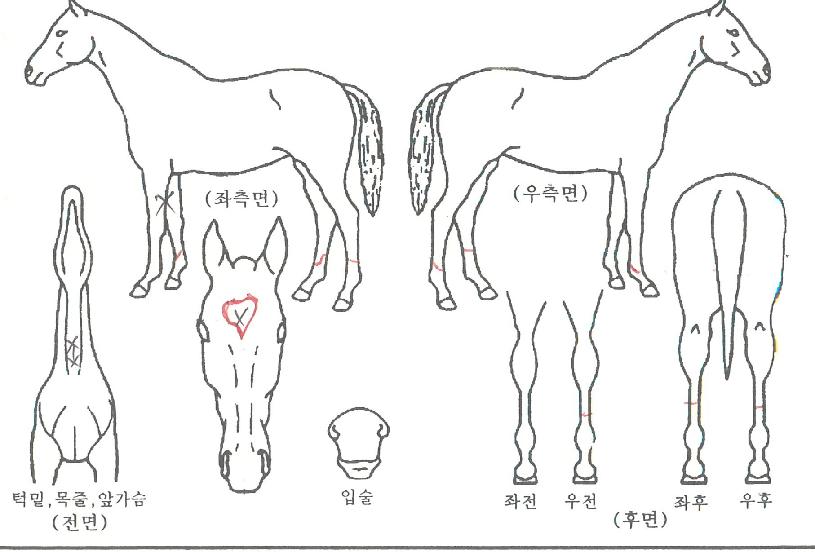 ¸ÅÁ÷¹ÂÁ÷ÀÚ¸¶ÀÇ Ãø¸é,¿ì¸é,µÞ¸é,µÎ»ó,´Ù¸®ÀÇ Æ¯Â¡µµÇØ