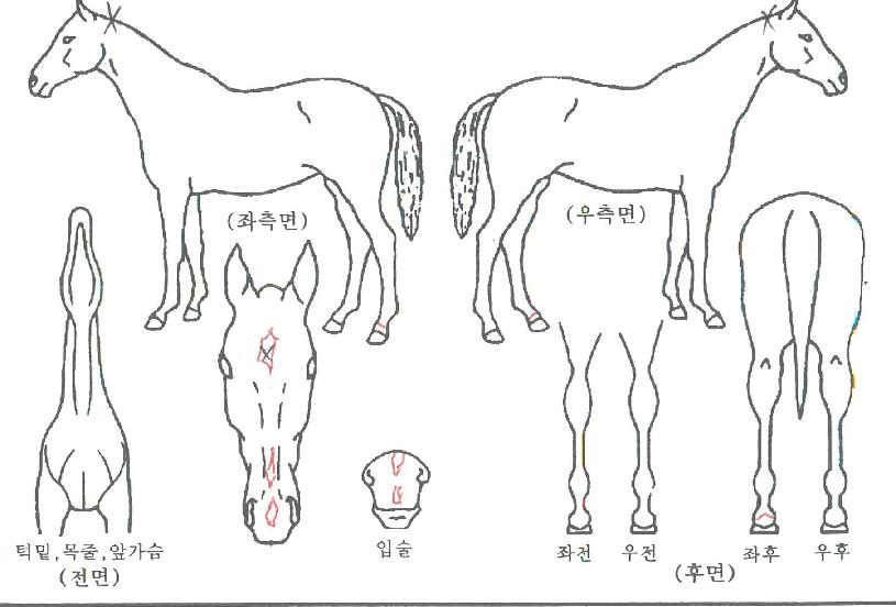 ��Ŀ�� ����,���,�޸�,�λ�,�ٸ��� Ư¡����