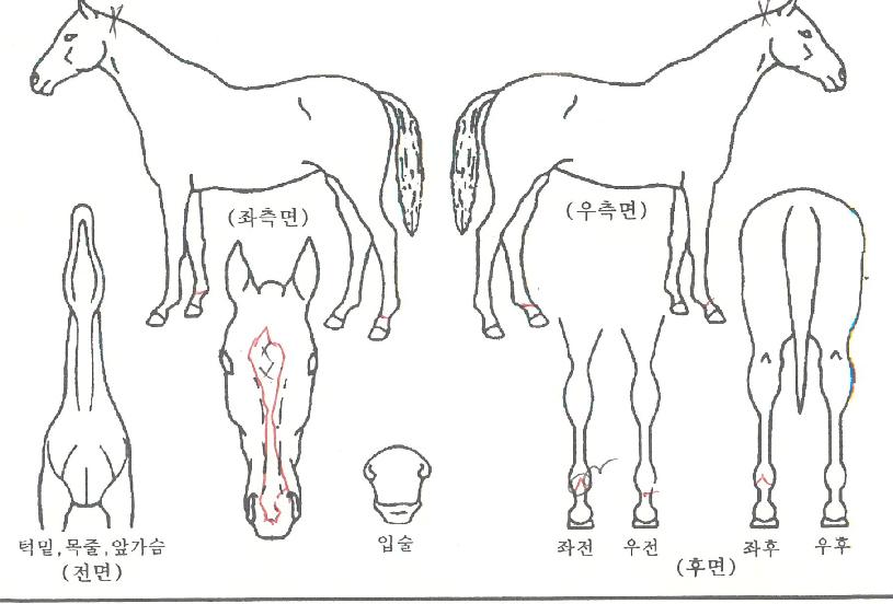 Á¤»ó°¡µµÀÇ Ãø¸é,¿ì¸é,µÞ¸é,µÎ»ó,´Ù¸®ÀÇ Æ¯Â¡µµÇØ