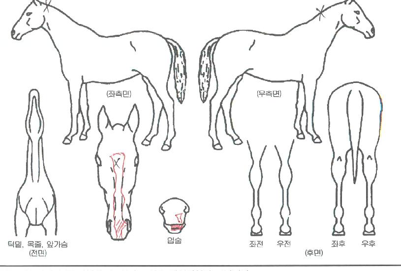 ÈÀÌÆ®Á¶ÀÌÀÇ Ãø¸é,¿ì¸é,µÞ¸é,µÎ»ó,´Ù¸®ÀÇ Æ¯Â¡µµÇØ