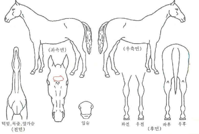 ŷ�޽����� ����,���,�޸�,�λ�,�ٸ��� Ư¡����