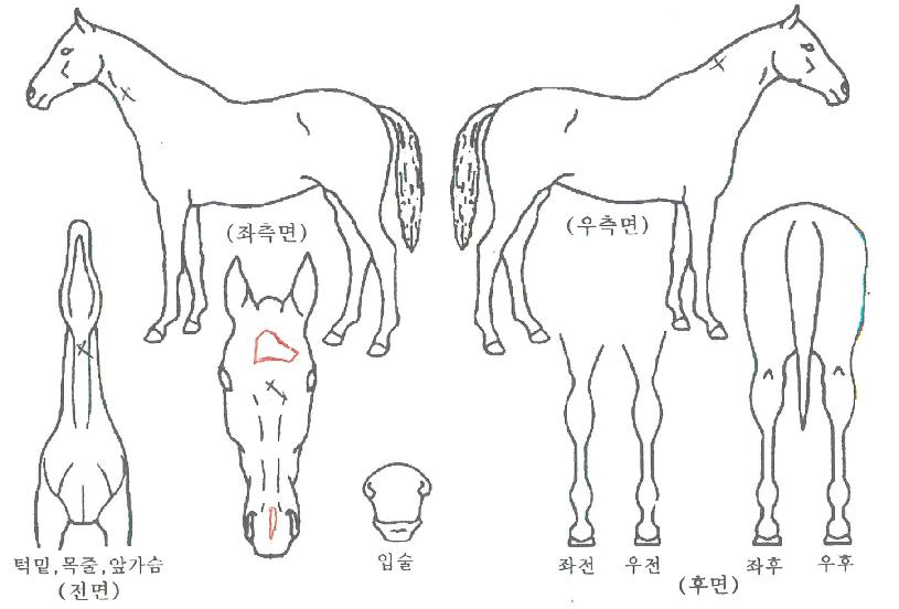 µ¿¹æÆ¯±ÞÀÚ¸¶ÀÇ Ãø¸é,¿ì¸é,µÞ¸é,µÎ»ó,´Ù¸®ÀÇ Æ¯Â¡µµÇØ