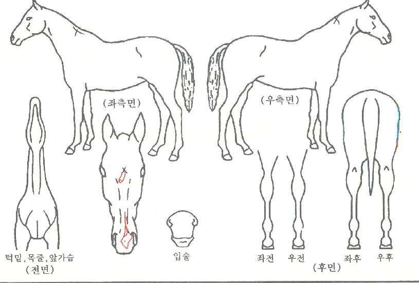 ¹Ì½ºÅÍ¿ë¿ëÀÇ Ãø¸é,¿ì¸é,µÞ¸é,µÎ»ó,´Ù¸®ÀÇ Æ¯Â¡µµÇØ