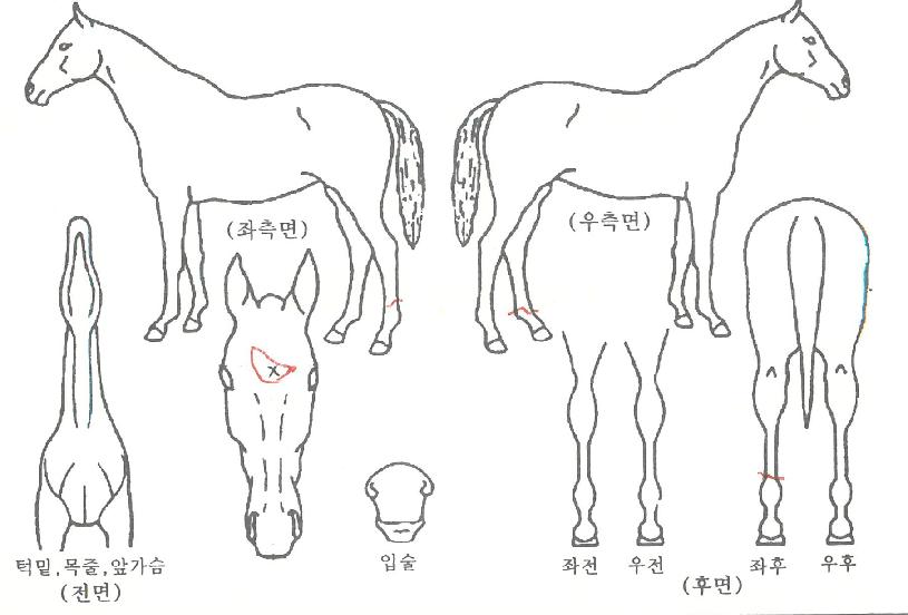 û����ǳ�� ����,���,�޸�,�λ�,�ٸ��� Ư¡����