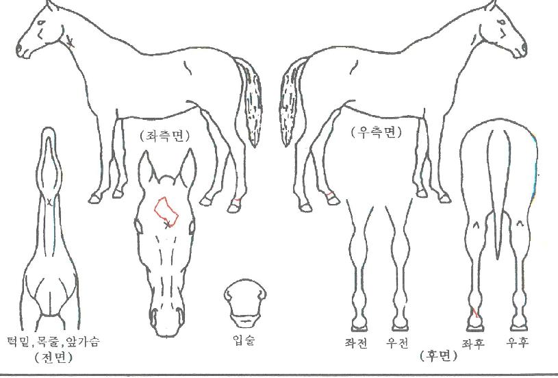 ¸ù¶ó¼ÎÀÇ Ãø¸é,¿ì¸é,µÞ¸é,µÎ»ó,´Ù¸®ÀÇ Æ¯Â¡µµÇØ