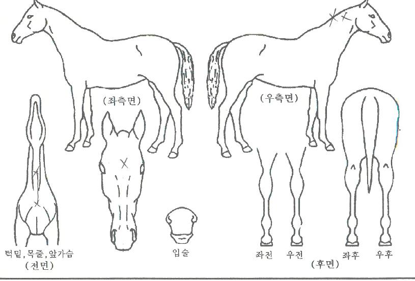 ÃÖ°ÆÝÄ¡ÀÇ Ãø¸é,¿ì¸é,µÞ¸é,µÎ»ó,´Ù¸®ÀÇ Æ¯Â¡µµÇØ